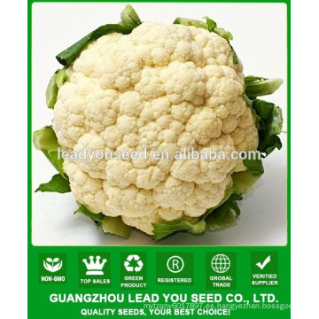 NCF36 Xiyou semillas de coliflor china para la venta, productor de semillas